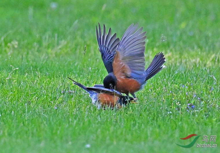 DSC_2304---.jpg