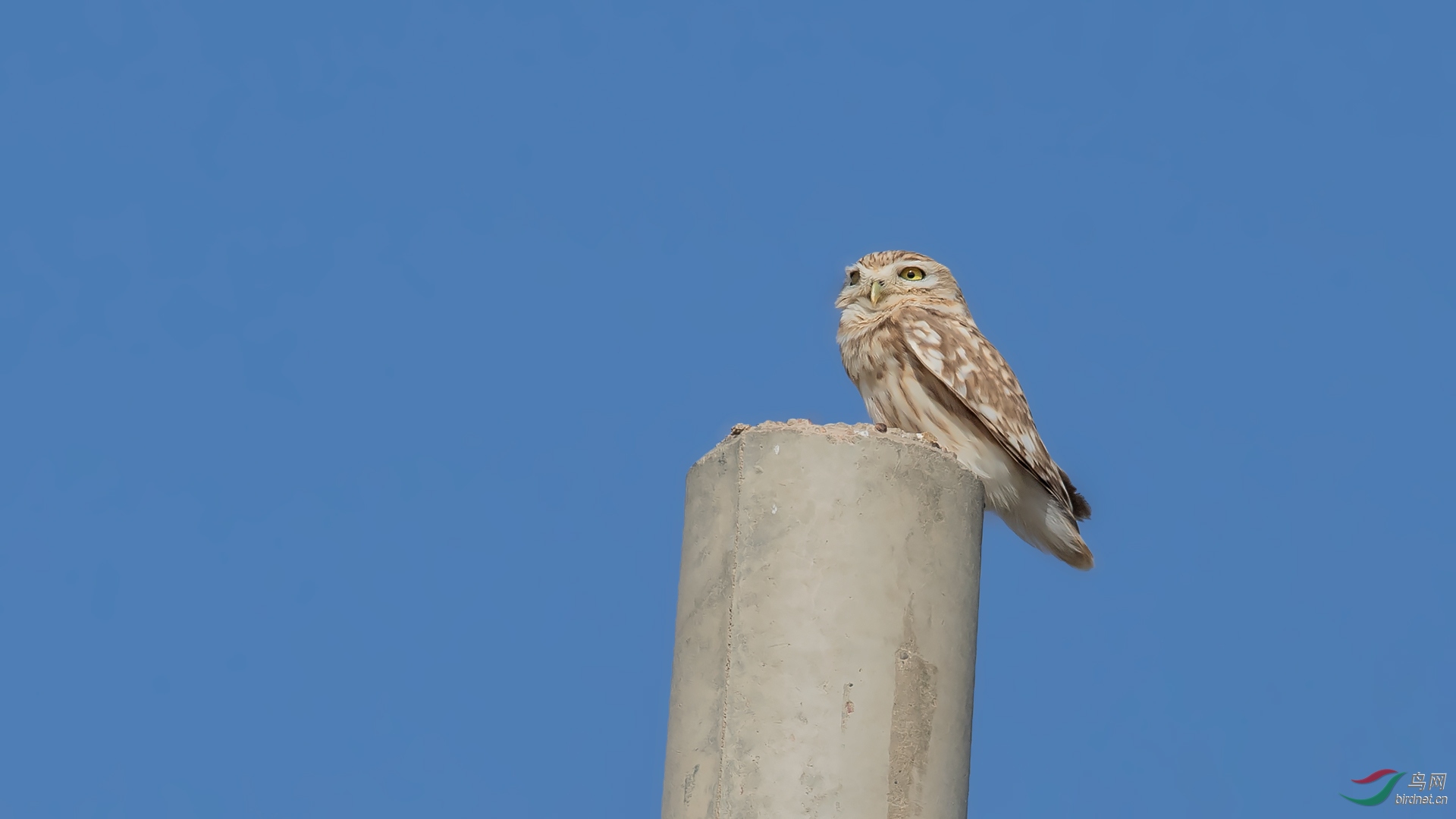 DSC_2994.jpg