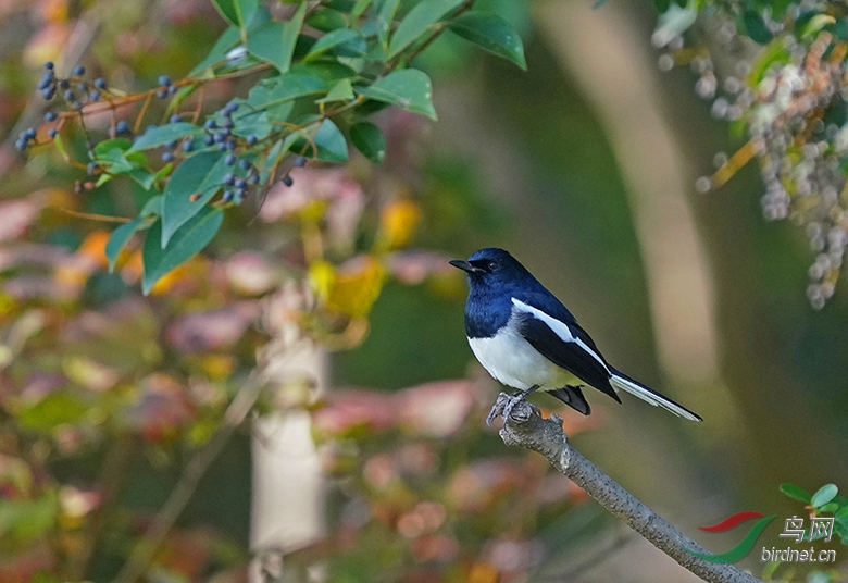 DSC06331---.jpg