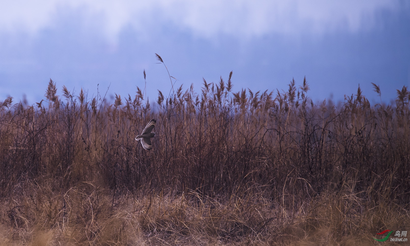 我爱这荒草密布的原野