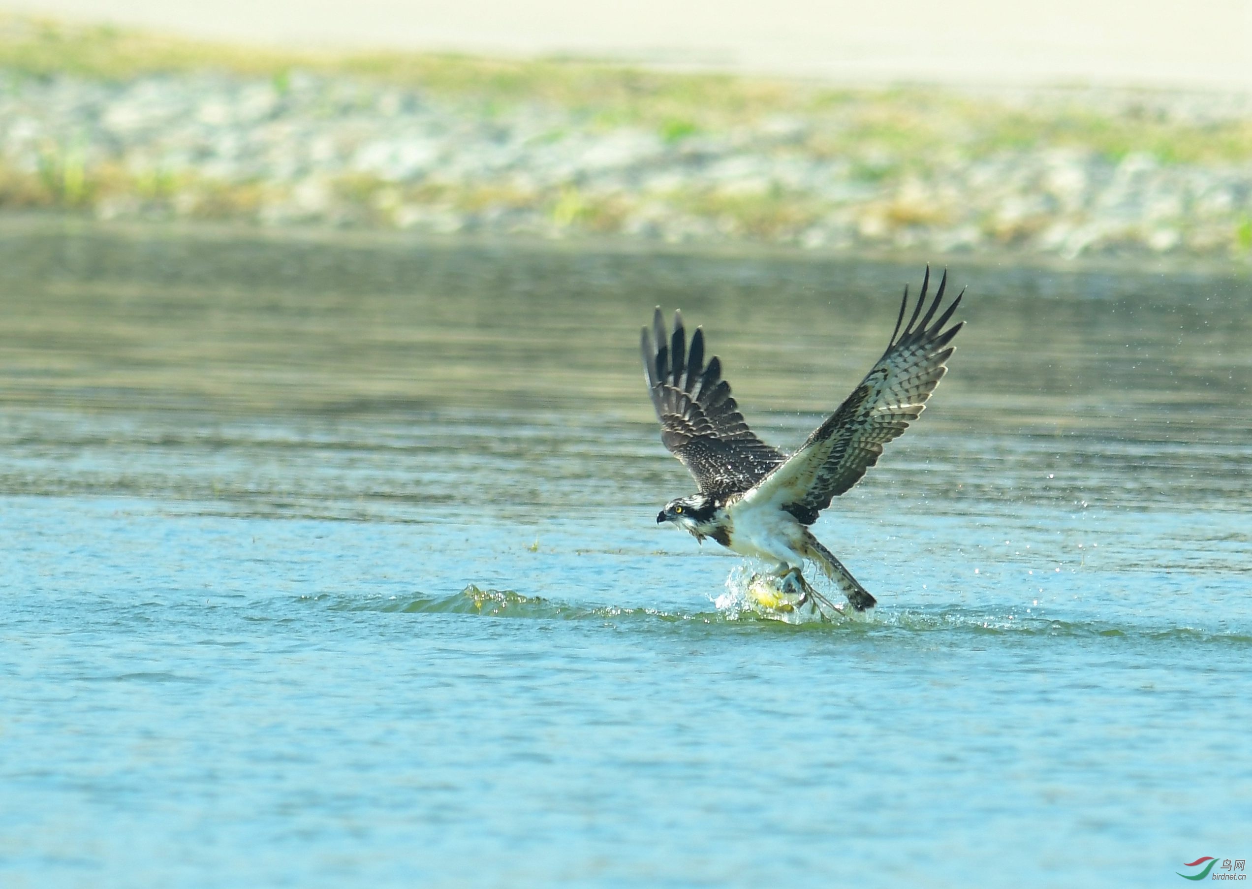 DSC_7368.JPG