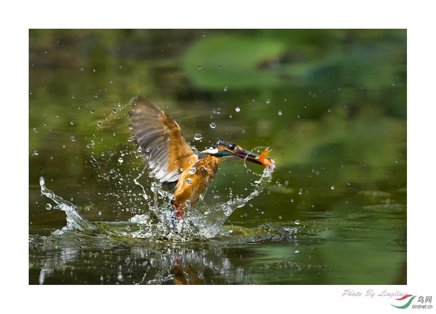 DSC_8436-b.jpg