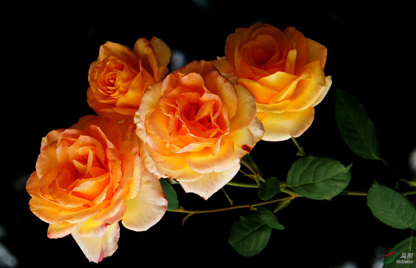 DSC09668.JPG