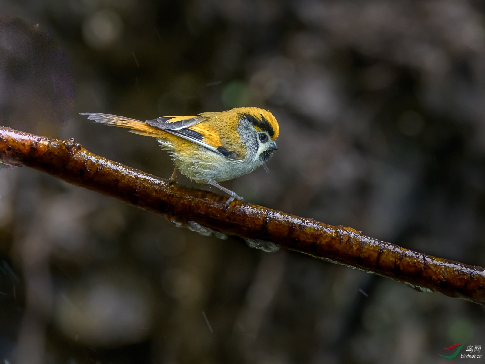 黑喉鸦雀(橙额鸦雀)