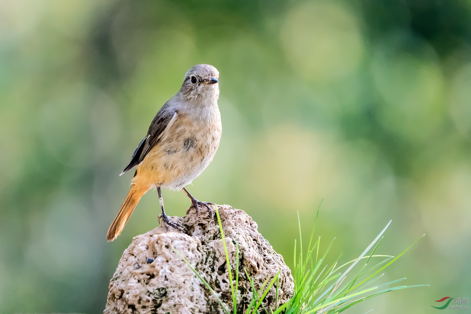 _DSC1210���ͺţ�AIpha-9����ͷSEL200-600G����Ȧ��f6.3�����ţ�2500���й⣺6400�����ࣺ600���عⲹ�� 2��.jpg