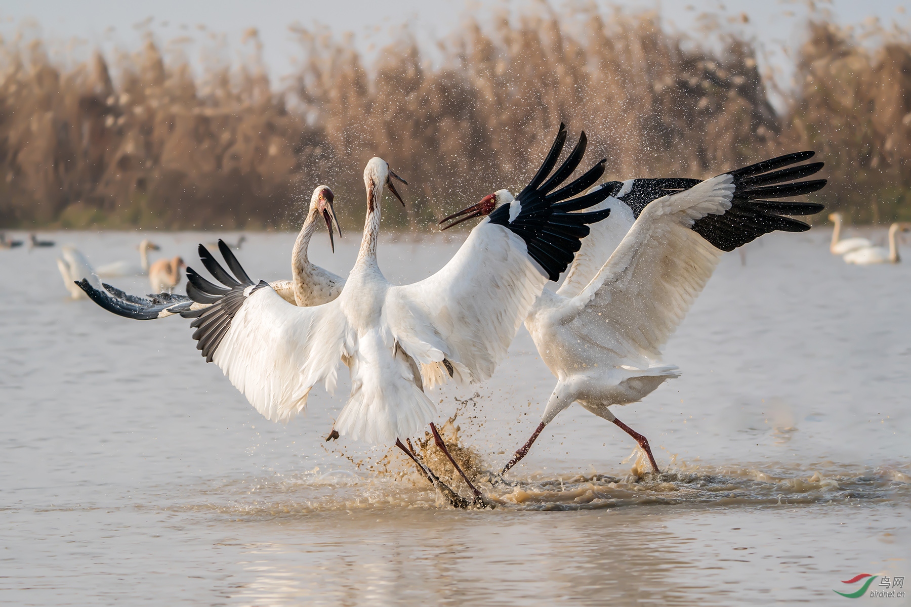 _DSC2585���ͺţ�AIpha-9����ͷSEL200-600G����Ȧ��f5.6�����ţ�2500���й⣺1250�����ࣺ200���عⲹ�� 1��.jpg