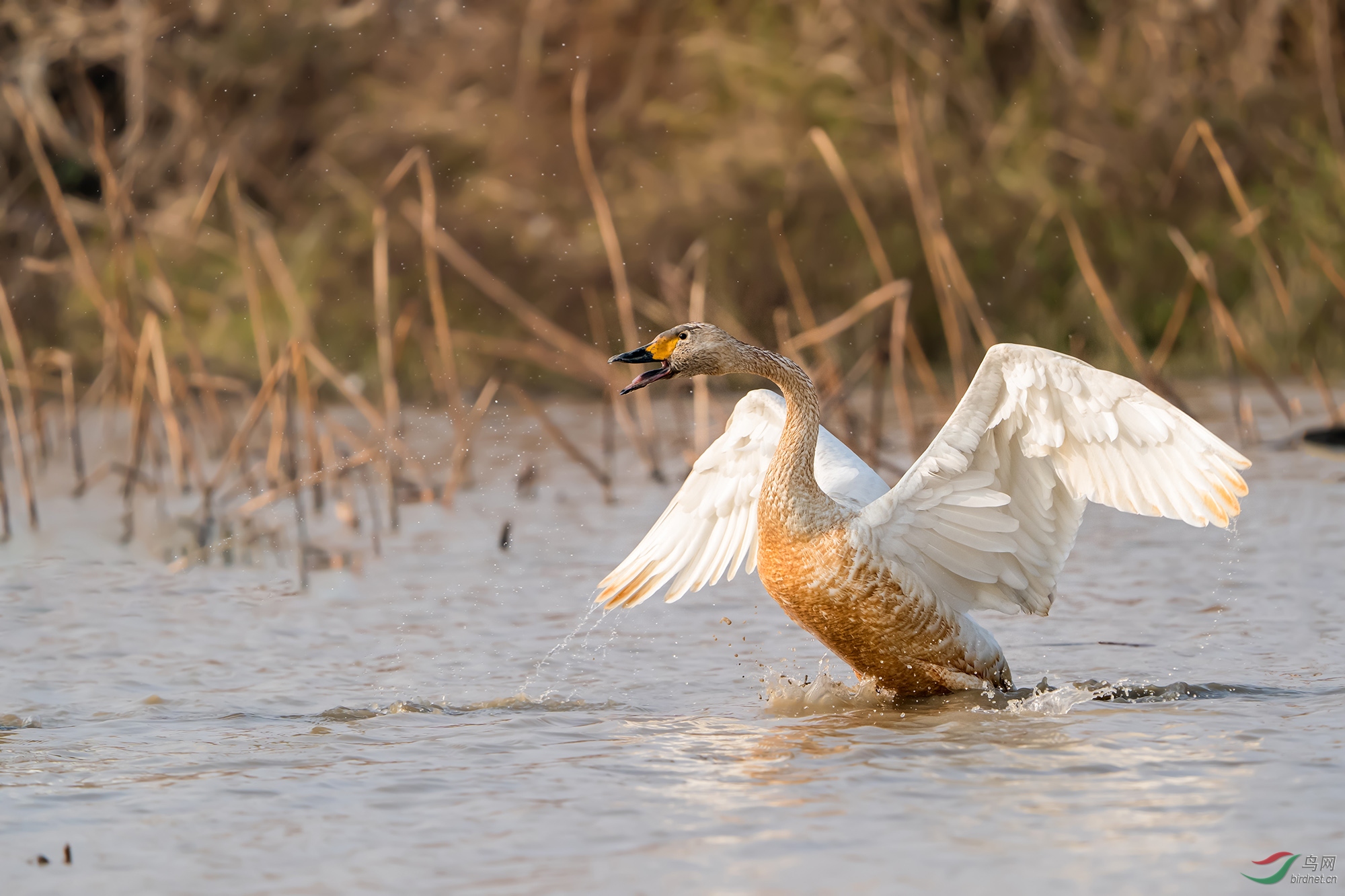 _DSC2751���ͺţ�AIpha-9����ͷSEL200-600G����Ȧ��f6.3�����ţ�2500���й⣺640�����ࣺ463���عⲹ�� 1��.jpg