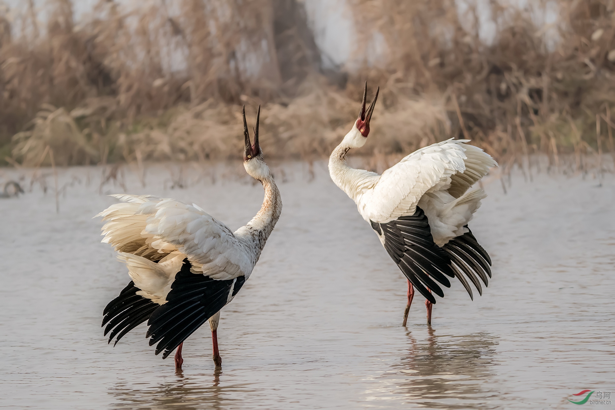 _DSC2928���ͺţ�AIpha-9����ͷSEL200-600G����Ȧ��f5.6�����ţ�3200���й⣺800�����ࣺ200���عⲹ�� 1��.jpg