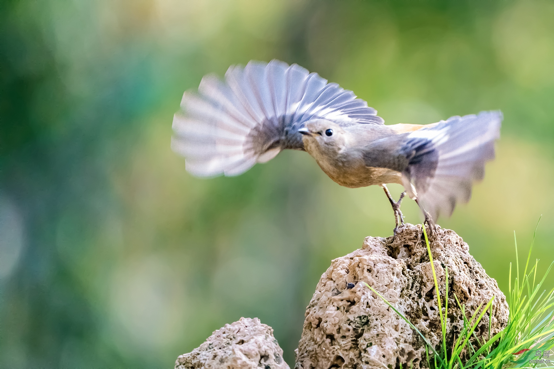 _DSC1266���ͺţ�AIpha-9����ͷSEL200-600G����Ȧ��f6.3�����ţ�2500���й⣺6400�����ࣺ600���عⲹ�� 2��.jpg