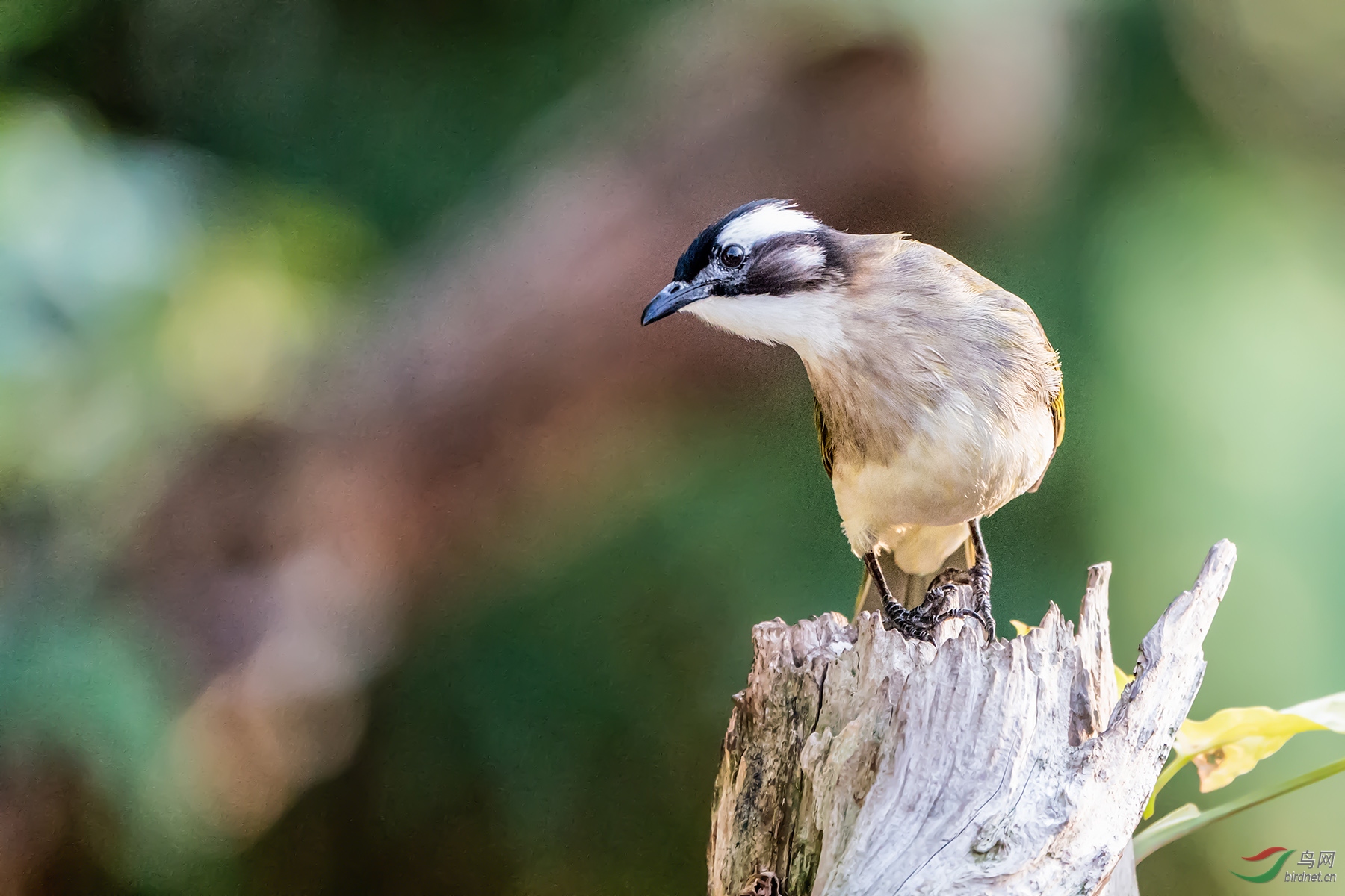 _DSC1291���ͺţ�AIpha-9����ͷSEL200-600G����Ȧ��f6.3�����ţ�2500���й⣺6400�����ࣺ600���عⲹ�� 2��.jpg