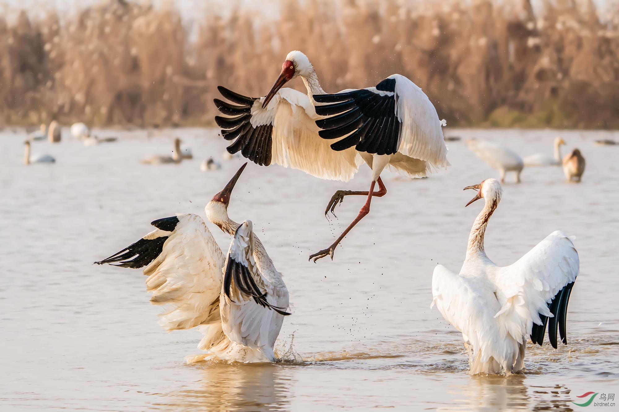 _DSC2615���ͺţ�AIpha-9����ͷSEL200-600G����Ȧ��f5.6�����ţ�2500���й⣺640�����ࣺ200���عⲹ�� 1��.jpg