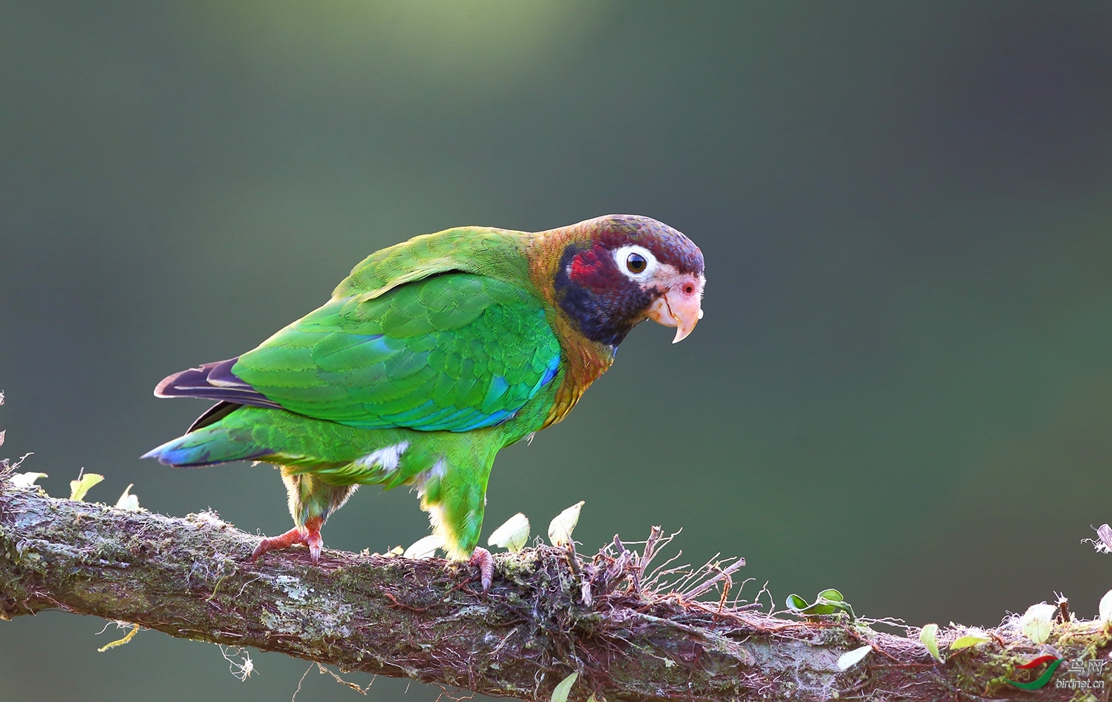 光彩夺目褐冠鹦哥获本版隹作