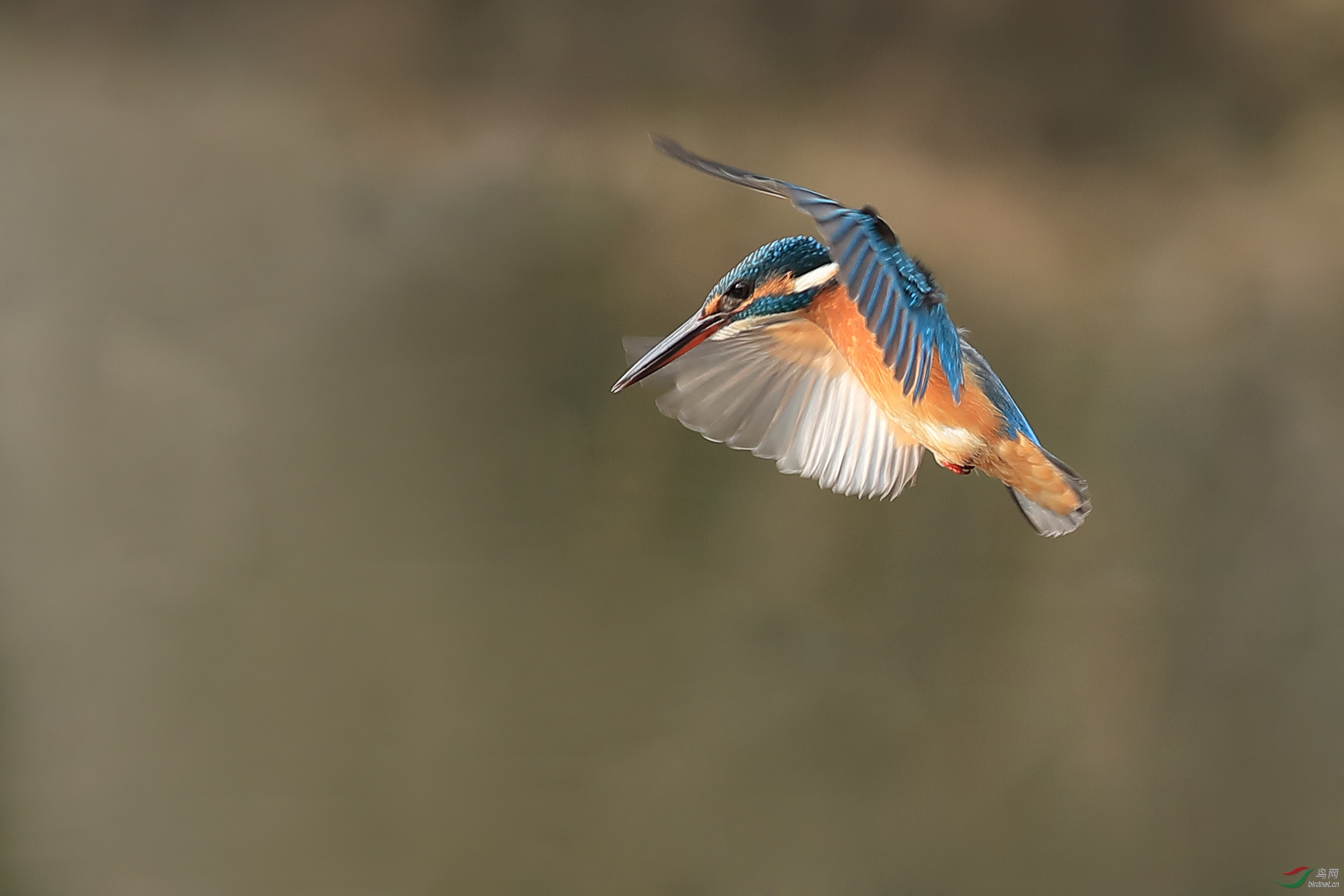 �����ʺ�