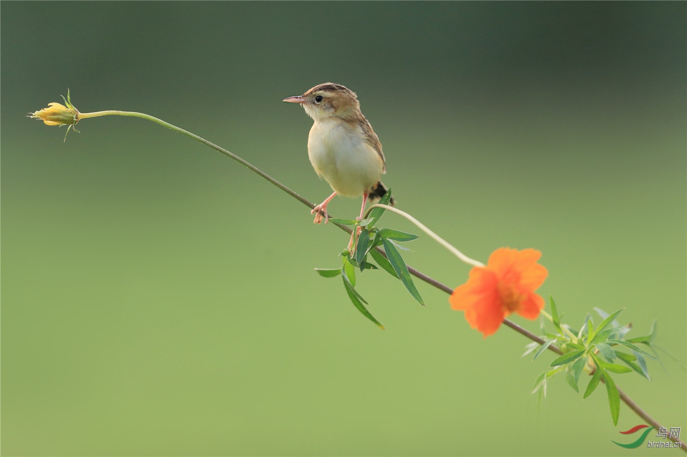 鸟与花香!(祝贺老师佳作荣获网站首页鸟类精华)