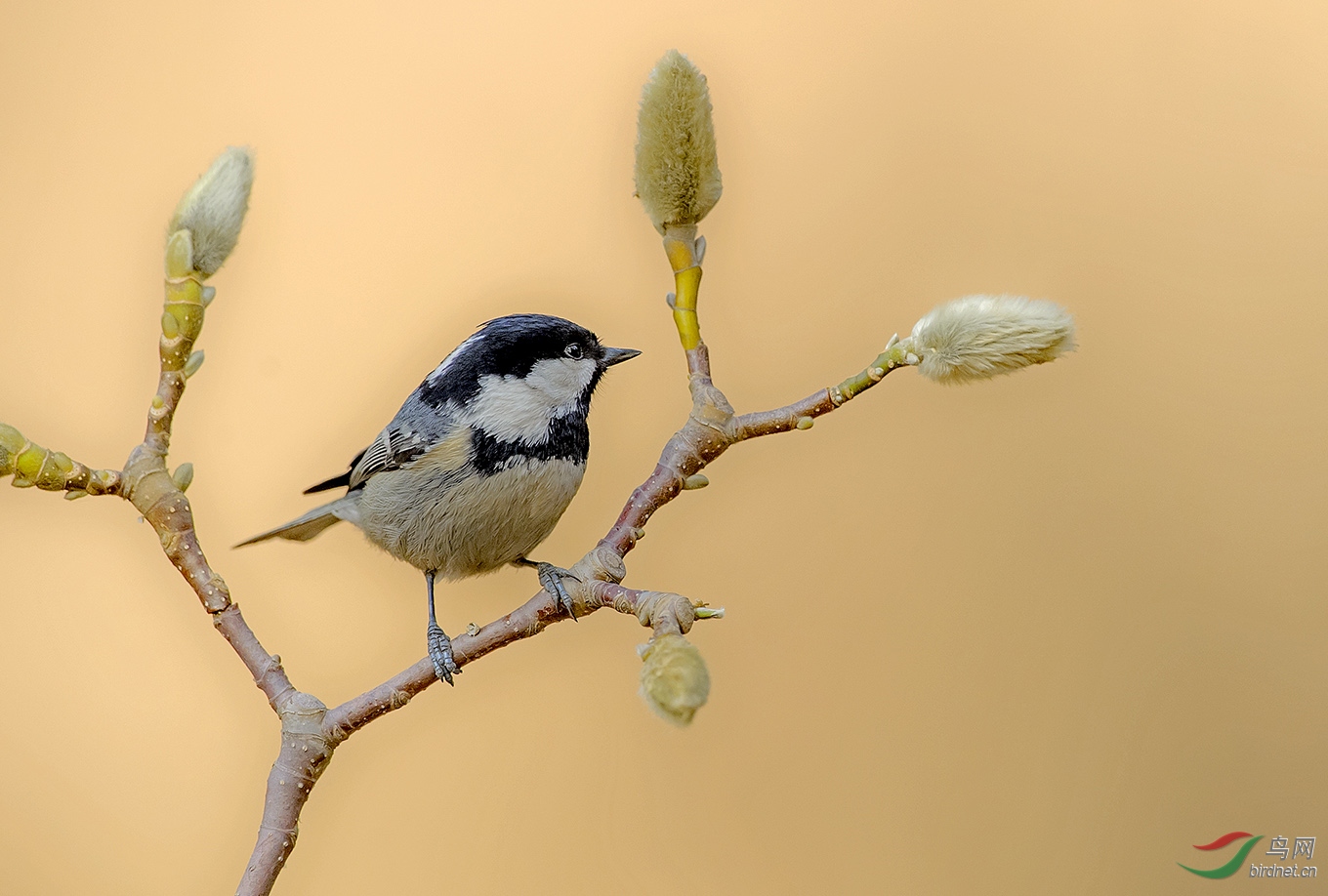 山雀简谱_银喉长尾山雀(2)