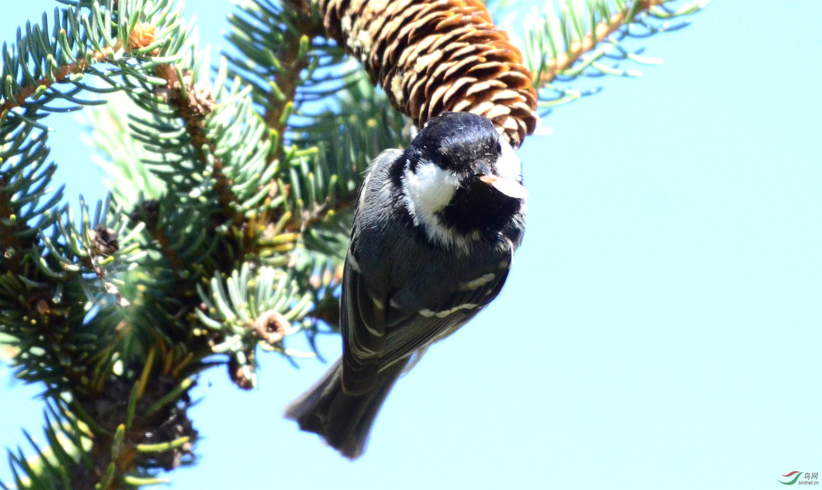 DSC_6087_����.jpg