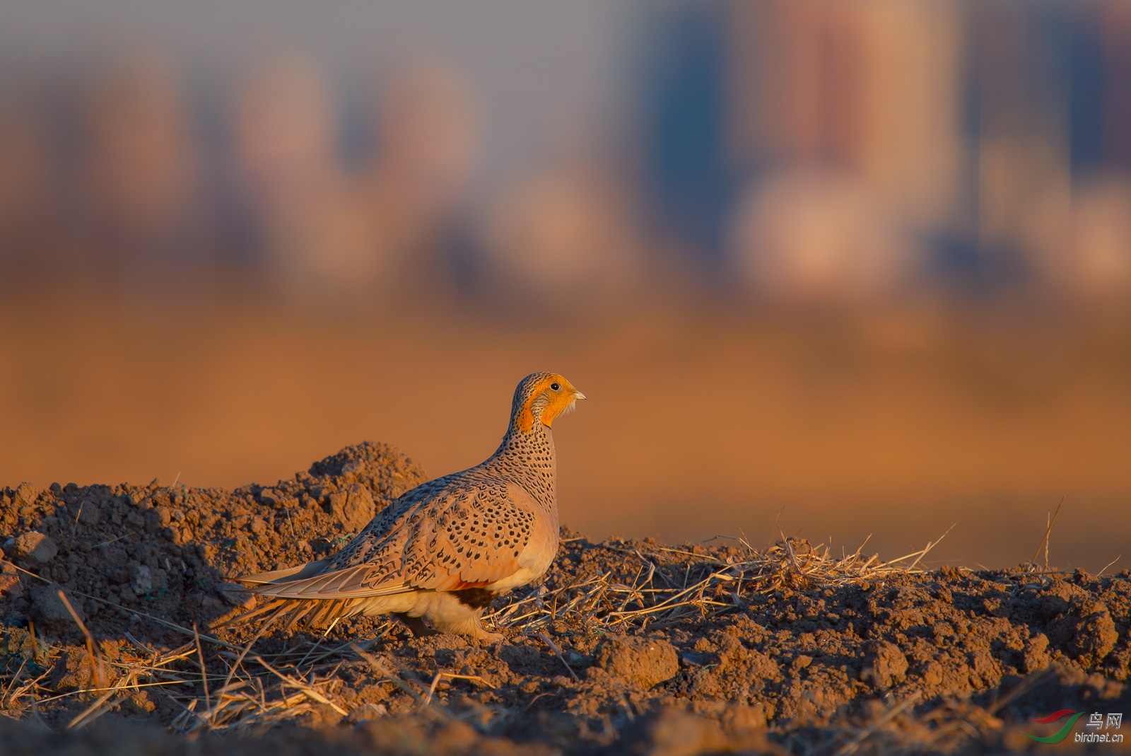 游荡在城市边缘的沙鸡