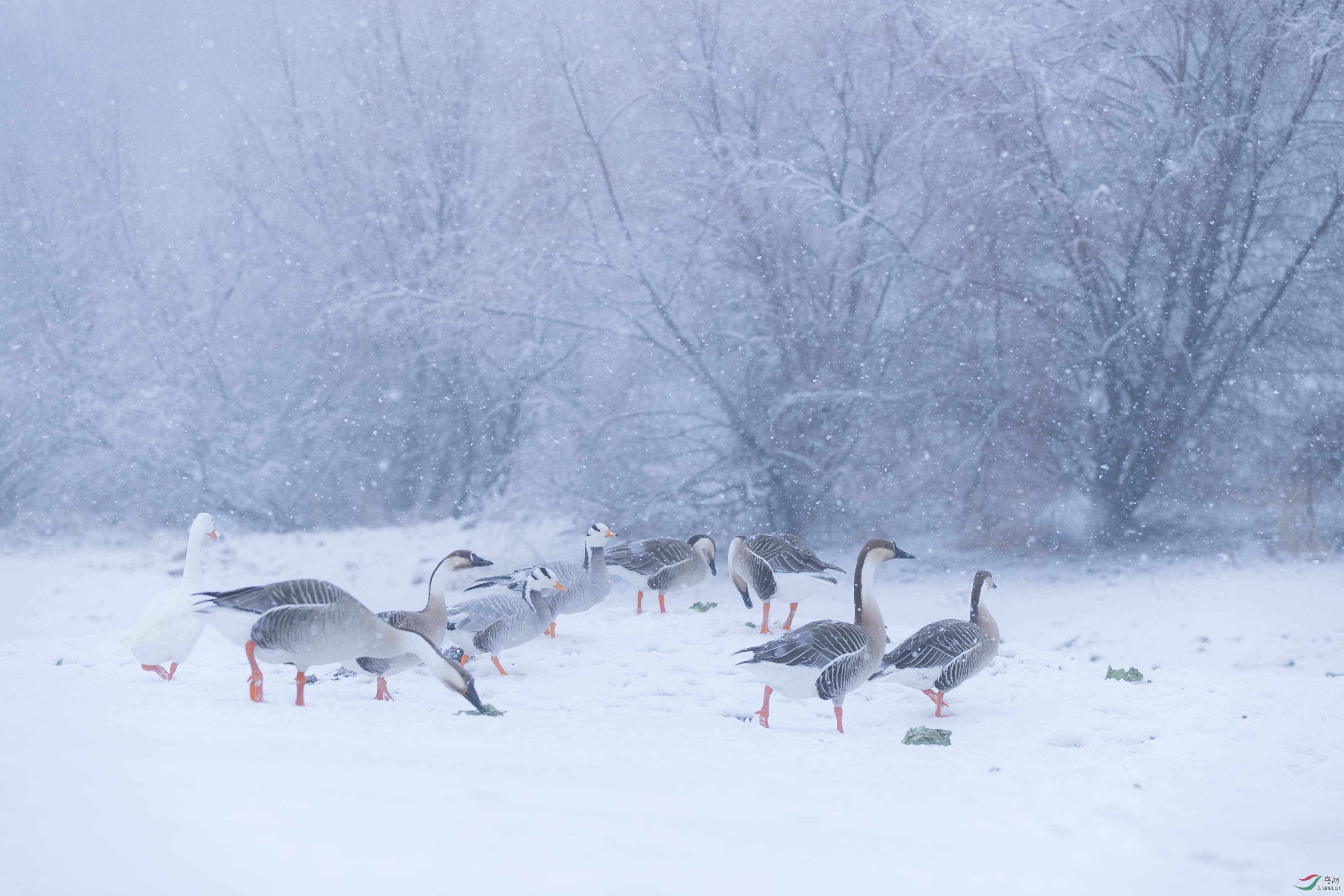 《尊敬自然 呵护鸟类 爱惜生命》有感于辽宁沈阳一场雪末大雪