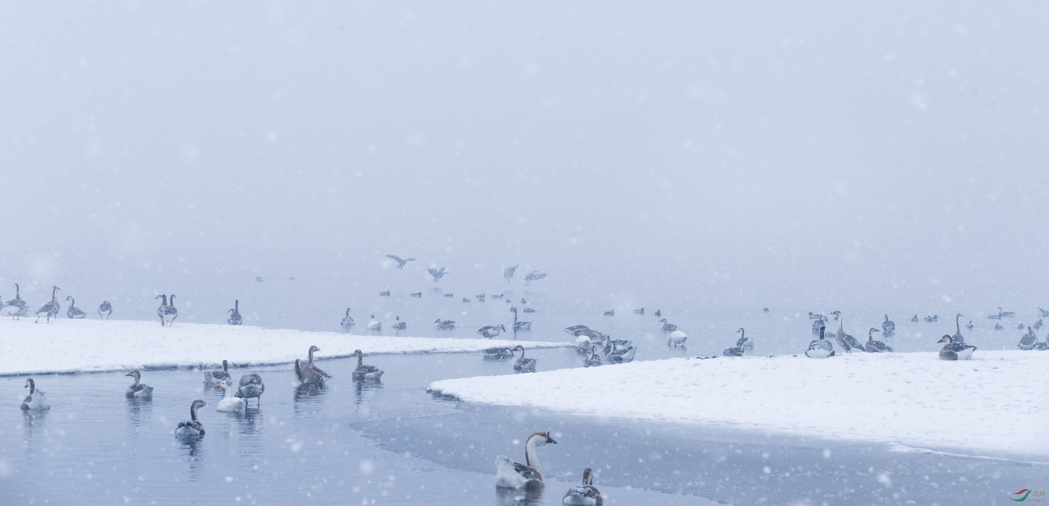 尊敬自然呵护鸟类爱惜生命有感于辽宁沈阳一场雪末大雪
