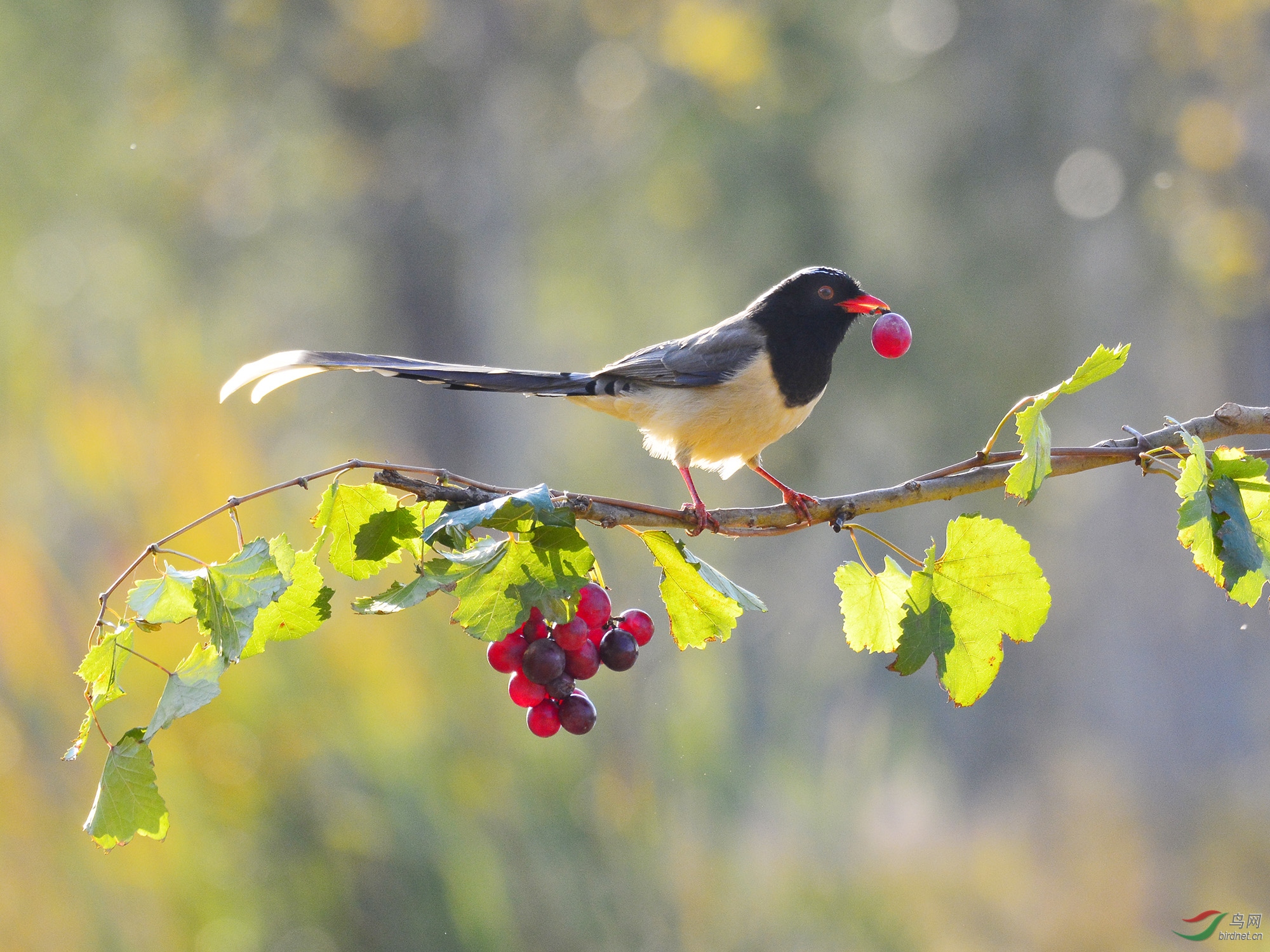 ������Ӱ 1190����.jpg