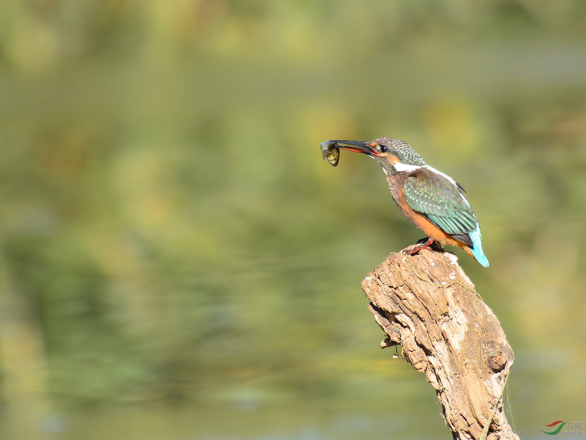 ������Ӱ 226����.jpg