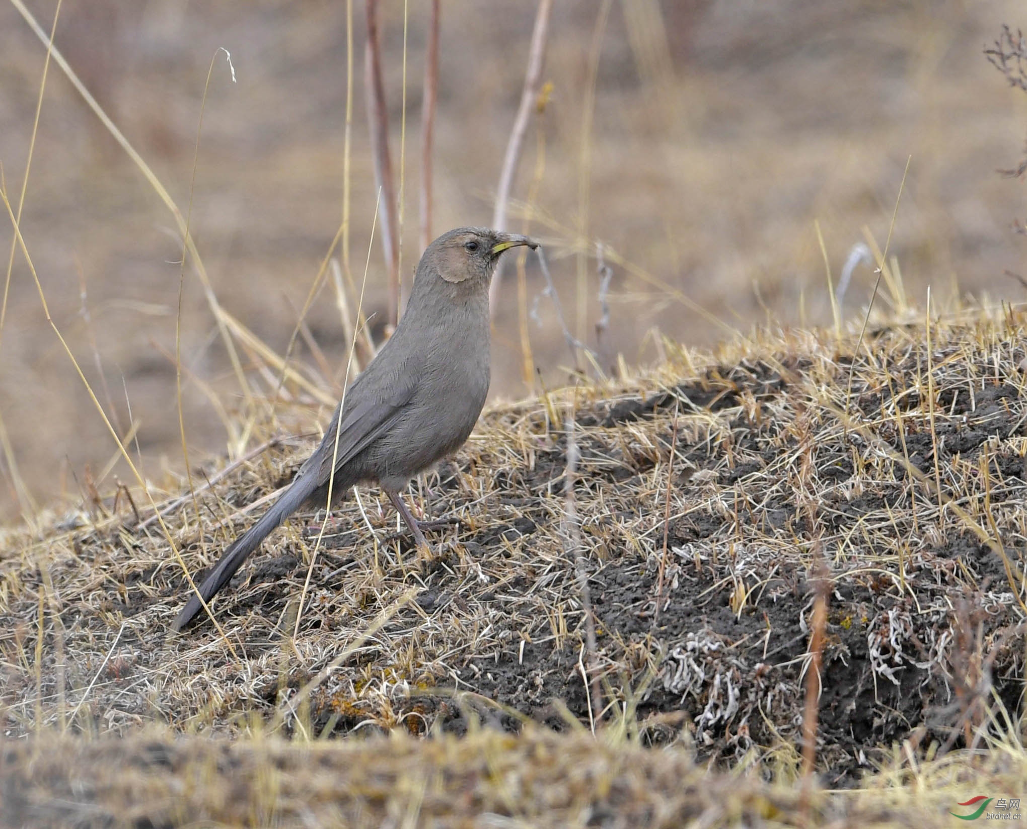 DSC_31411.jpg