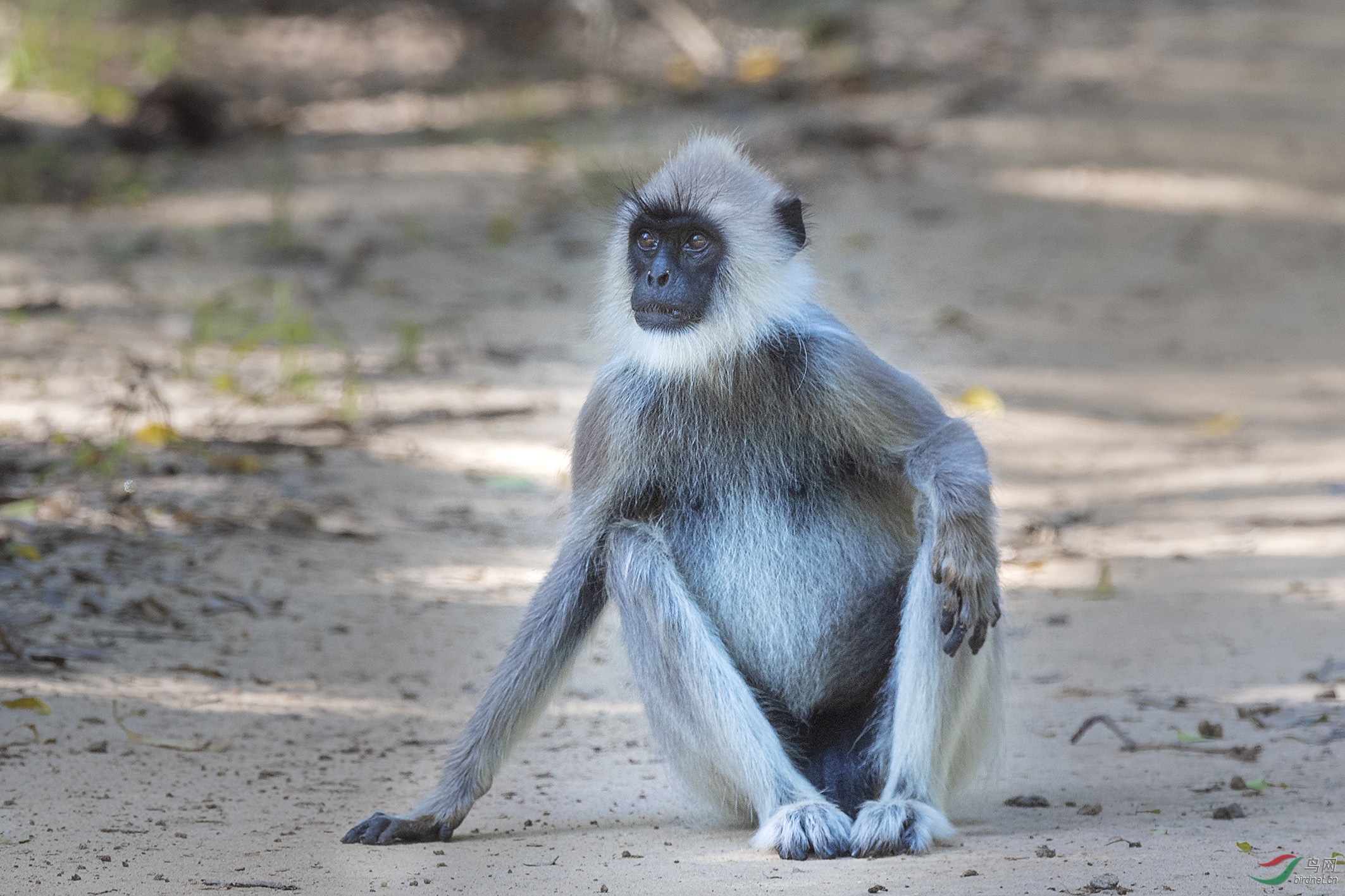 斯里兰卡黑脸叶猴