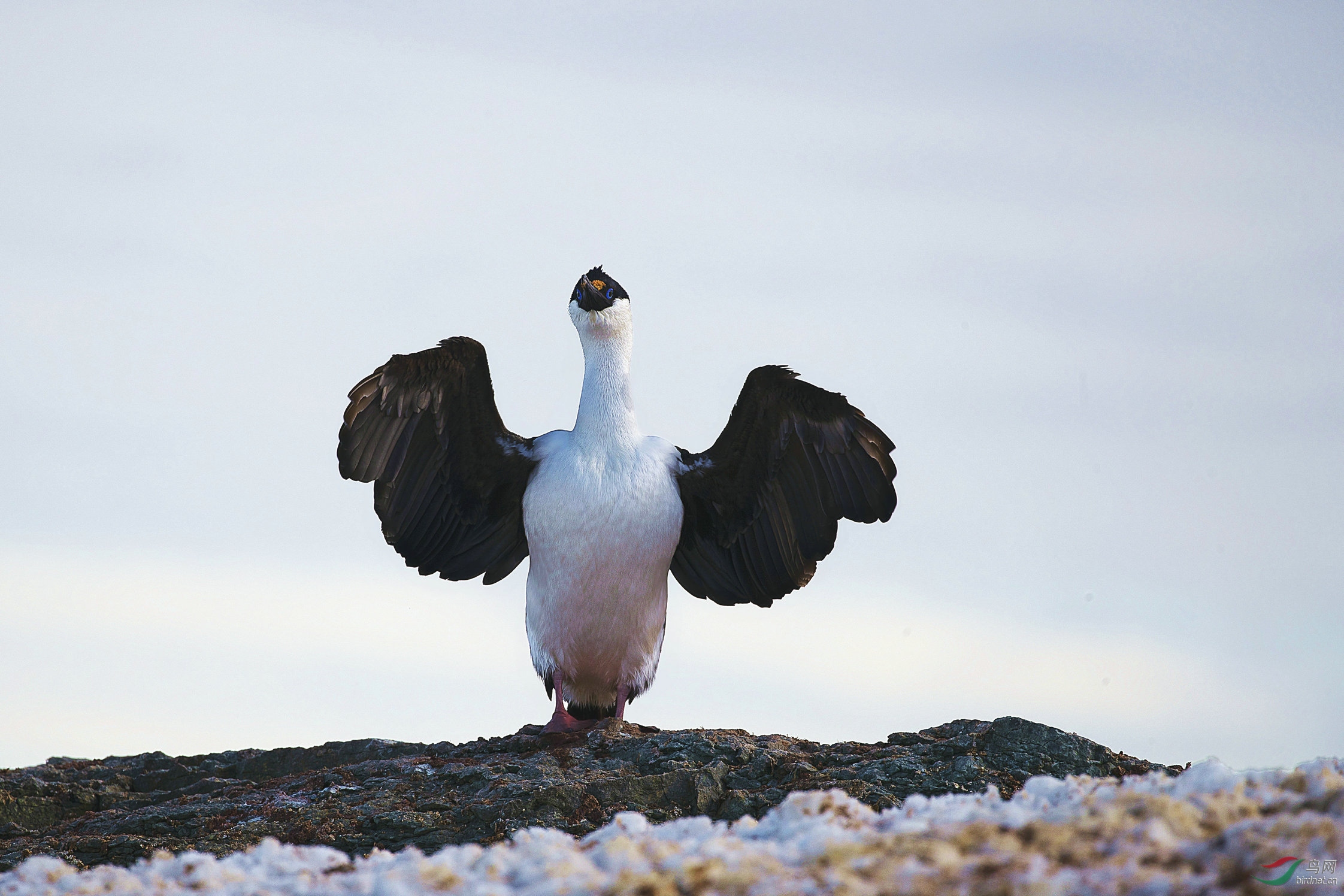 南极鸬鹚