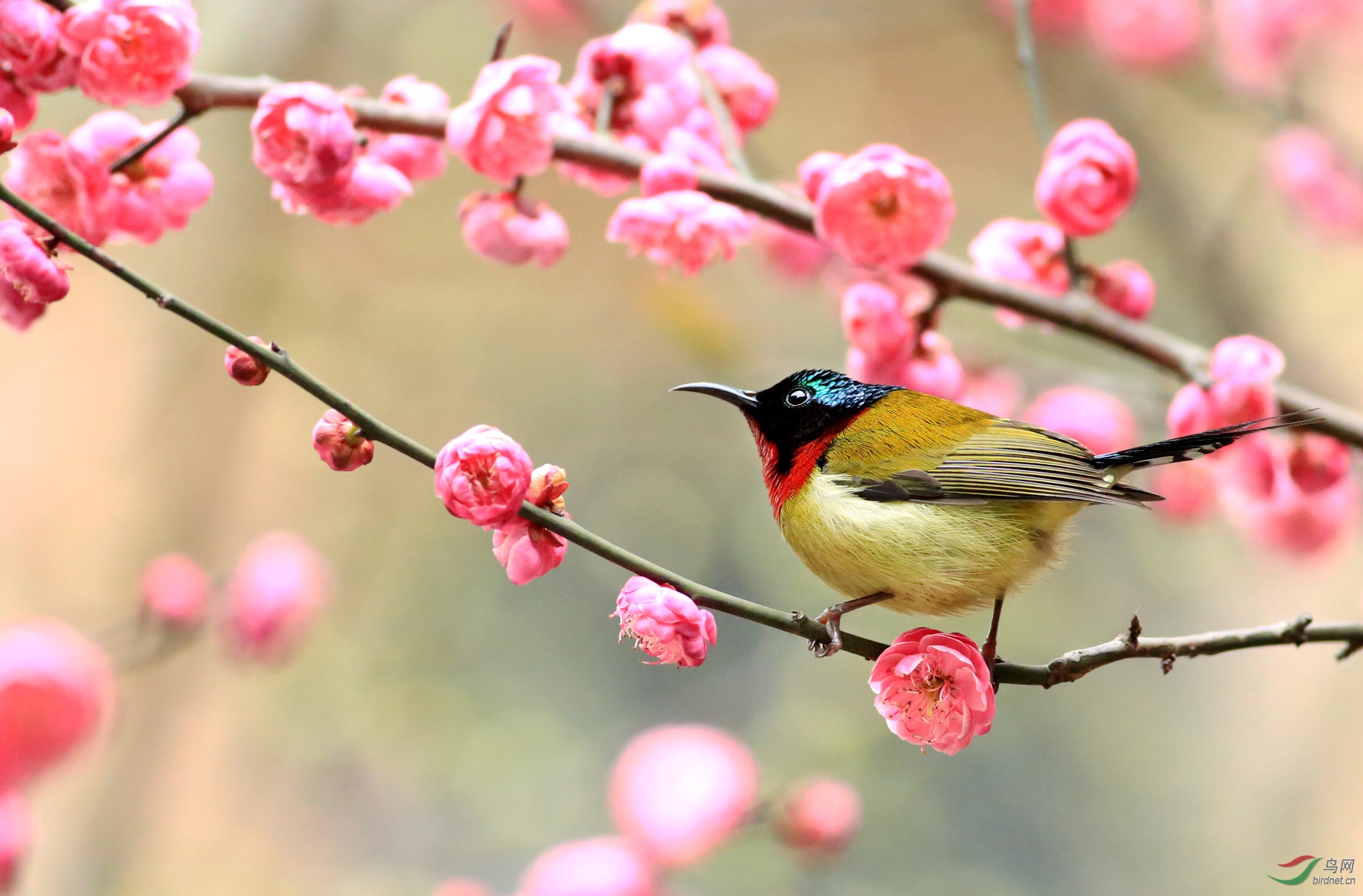 大自然鸟语花香 花朵图片