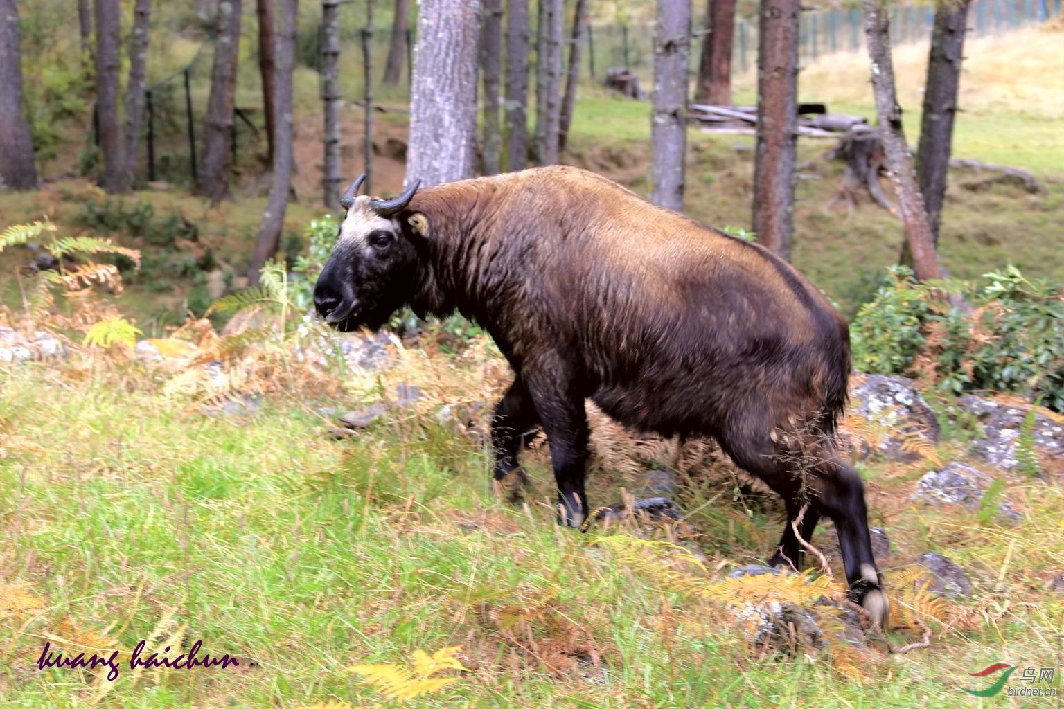不丹的国兽塔金羚牛