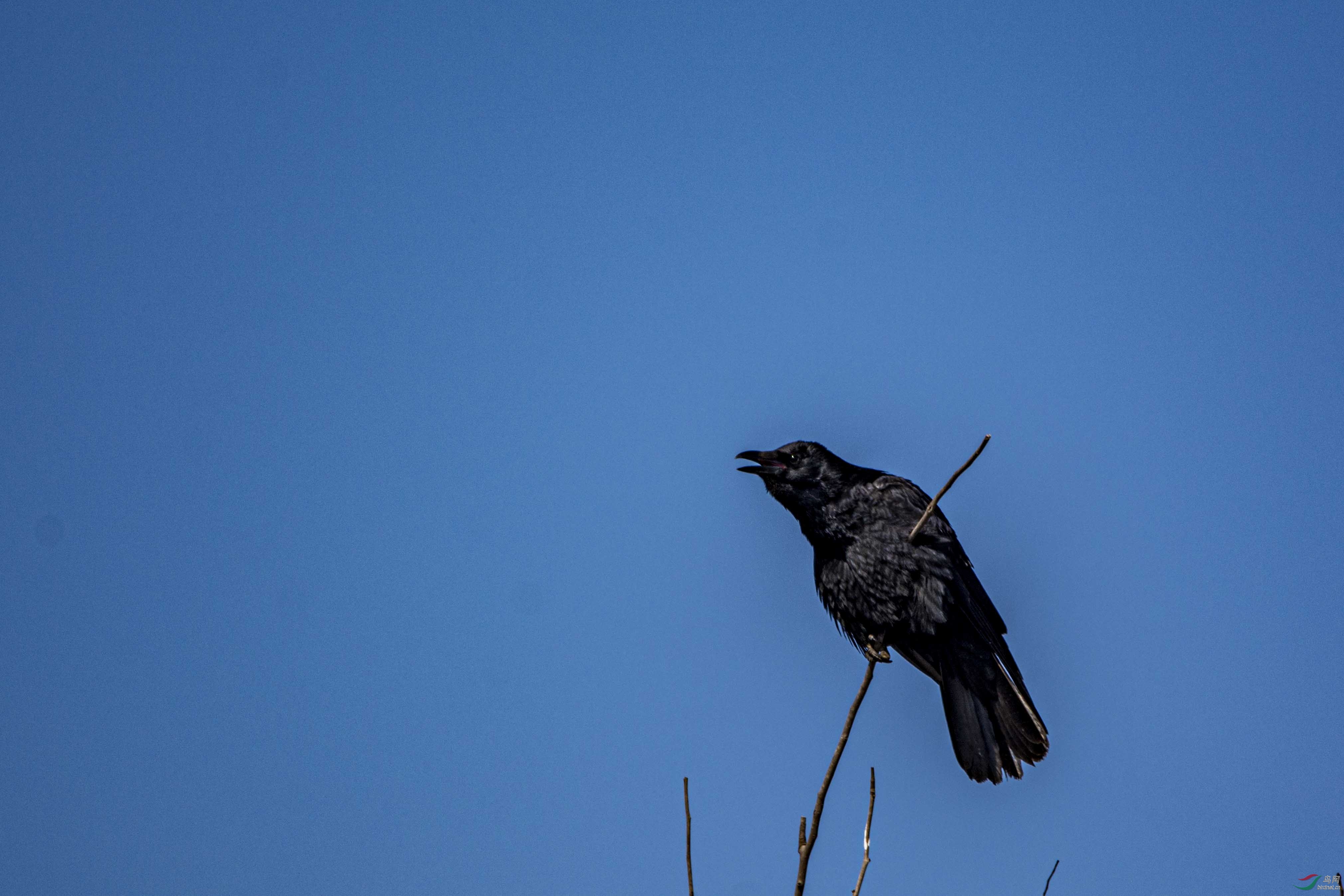 乌鸦落枝头1