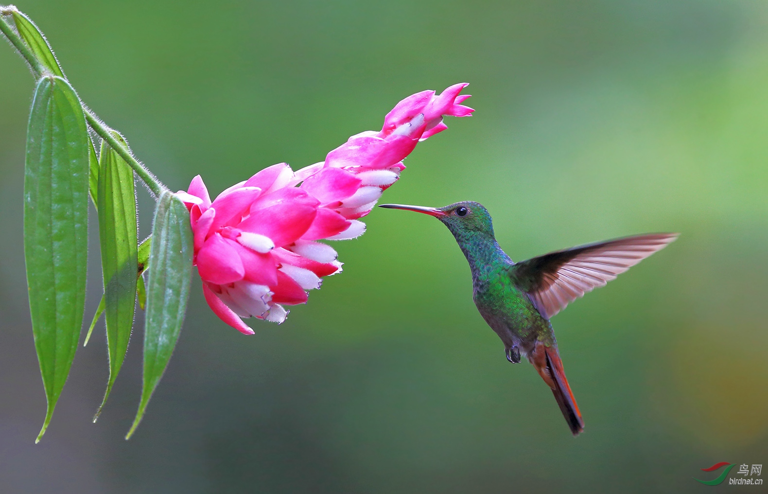 红尾蜂鸟祝贺荣获首页精华