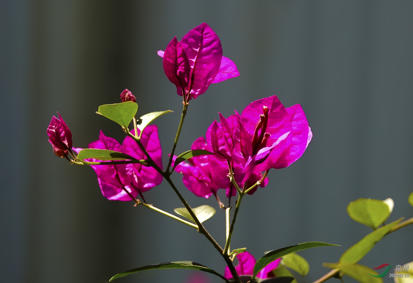 叶子花