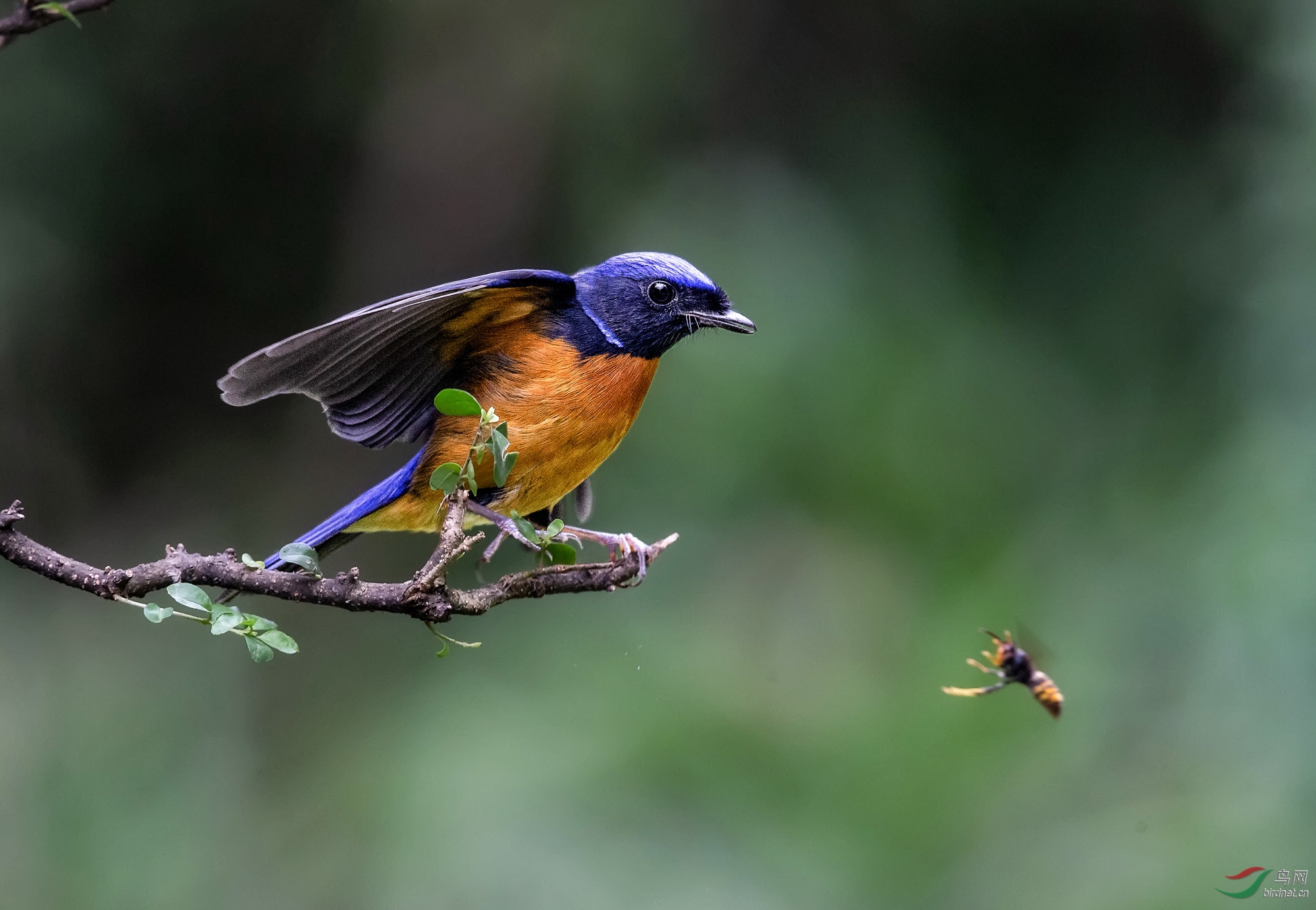 蜂鸟之争(棕腹大仙鹟)