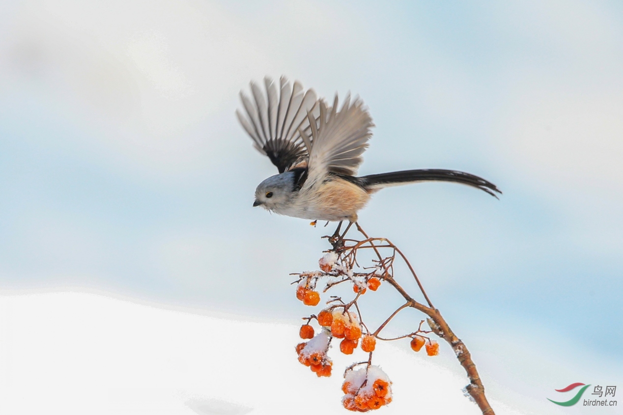 578����_conew1.jpg