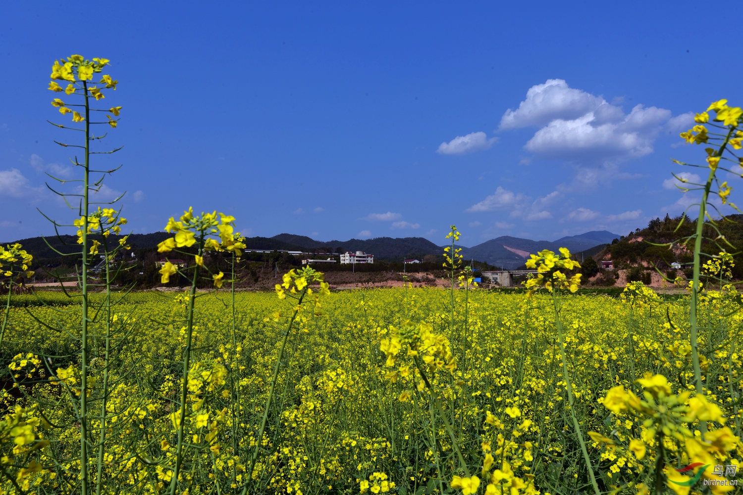 福州梁厝油菜花图片