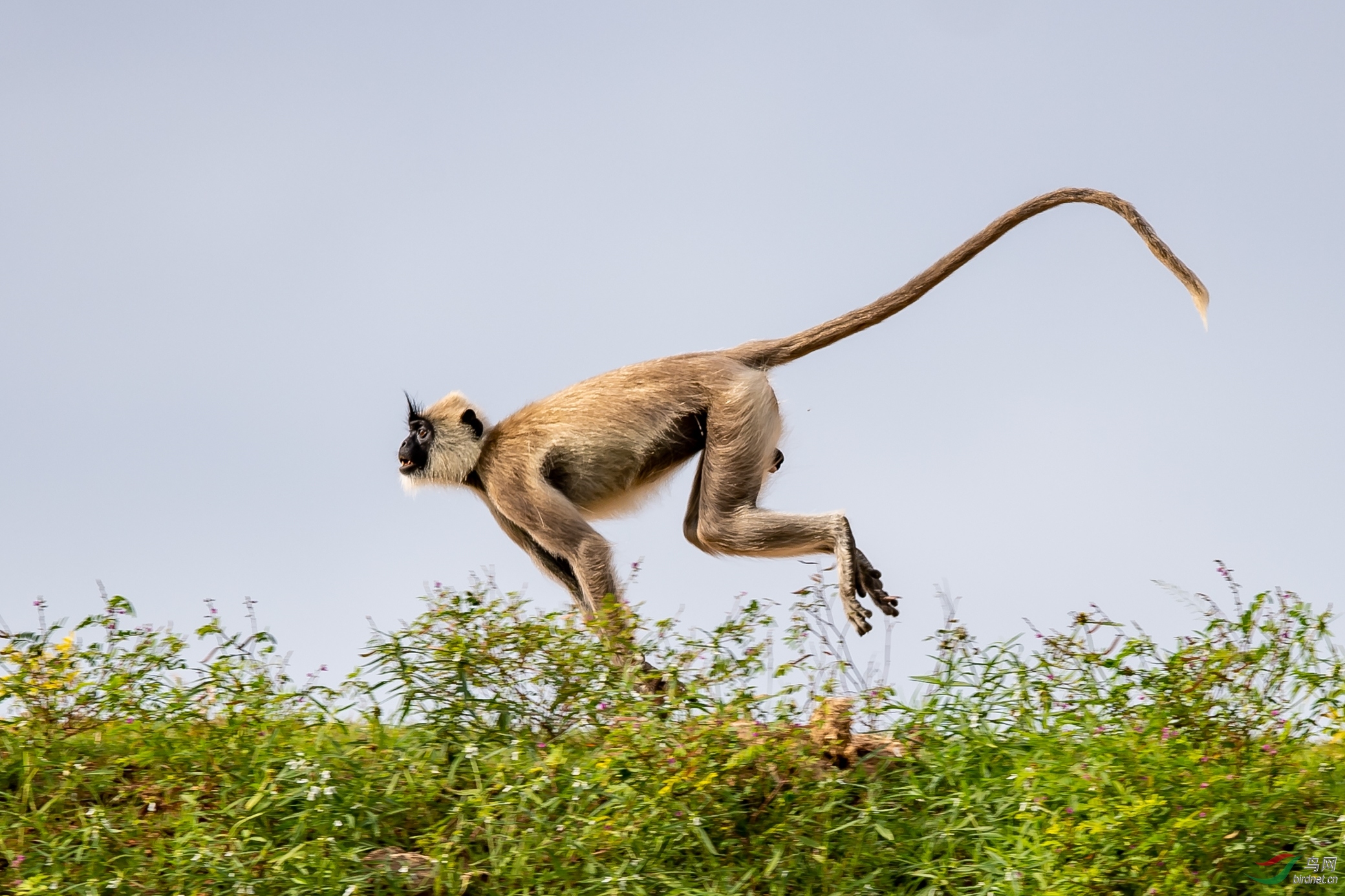 狂奔祝贺荣获首页动物精华