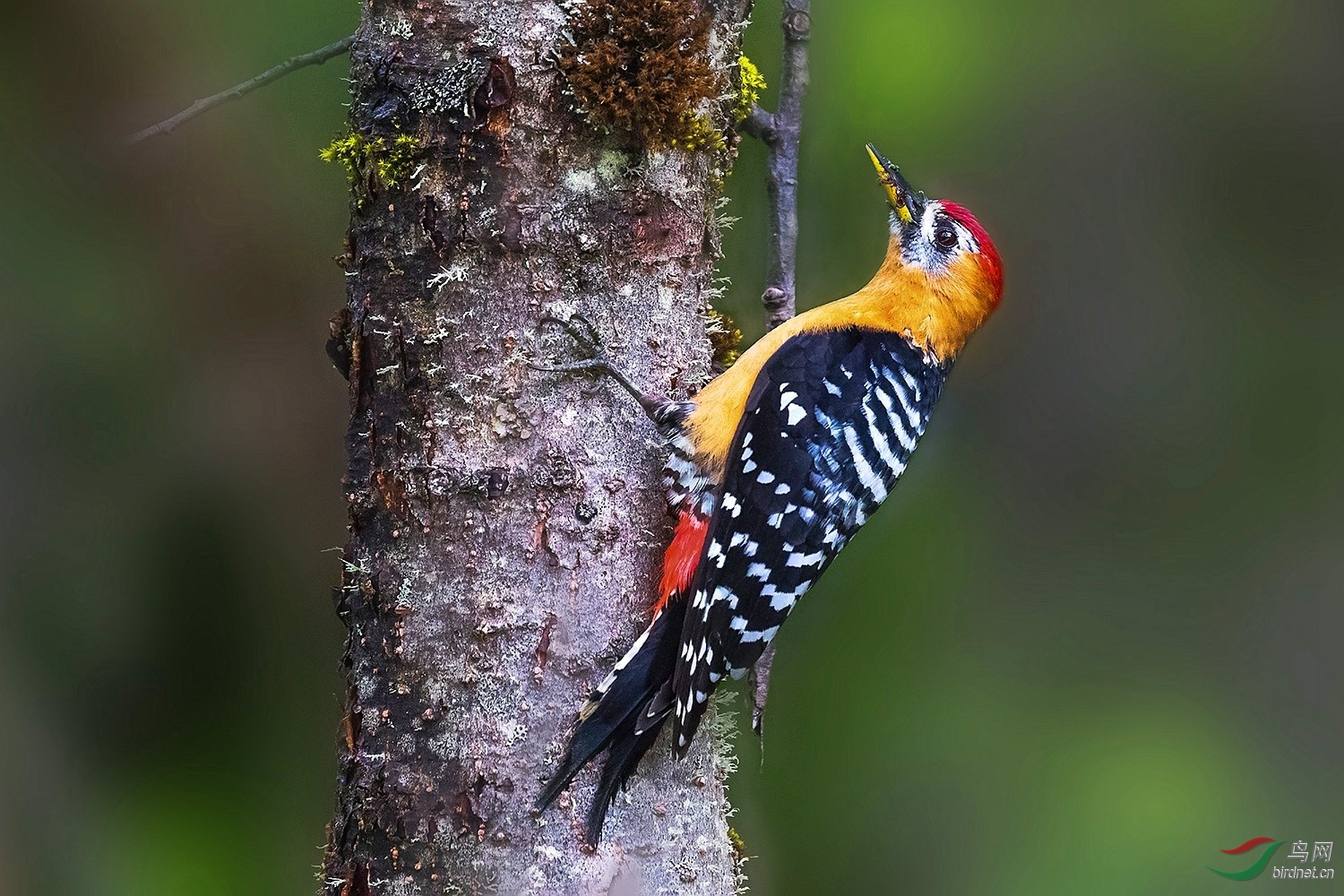 中国啄木鸟品种图片