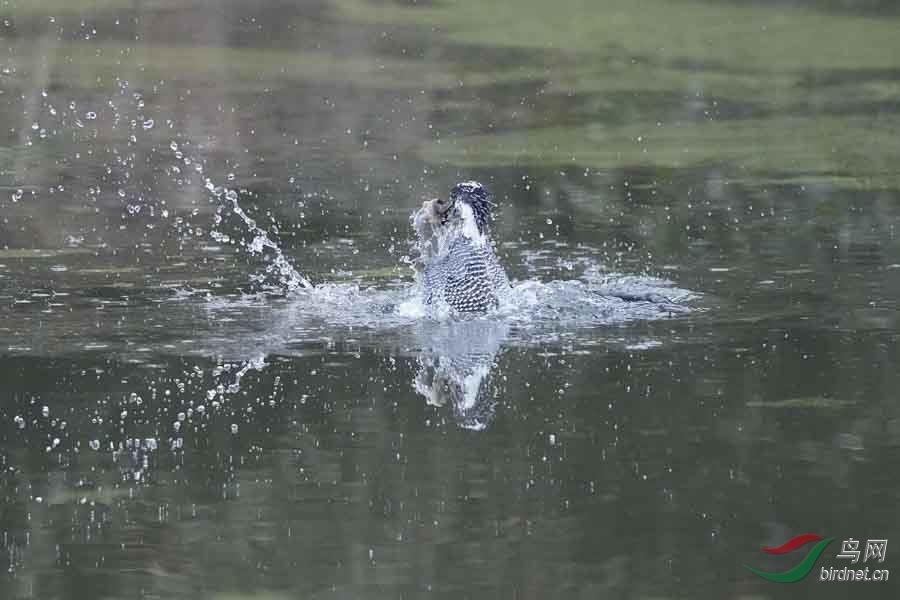 20180224-DSC00972-18 - ���� (2).JPG