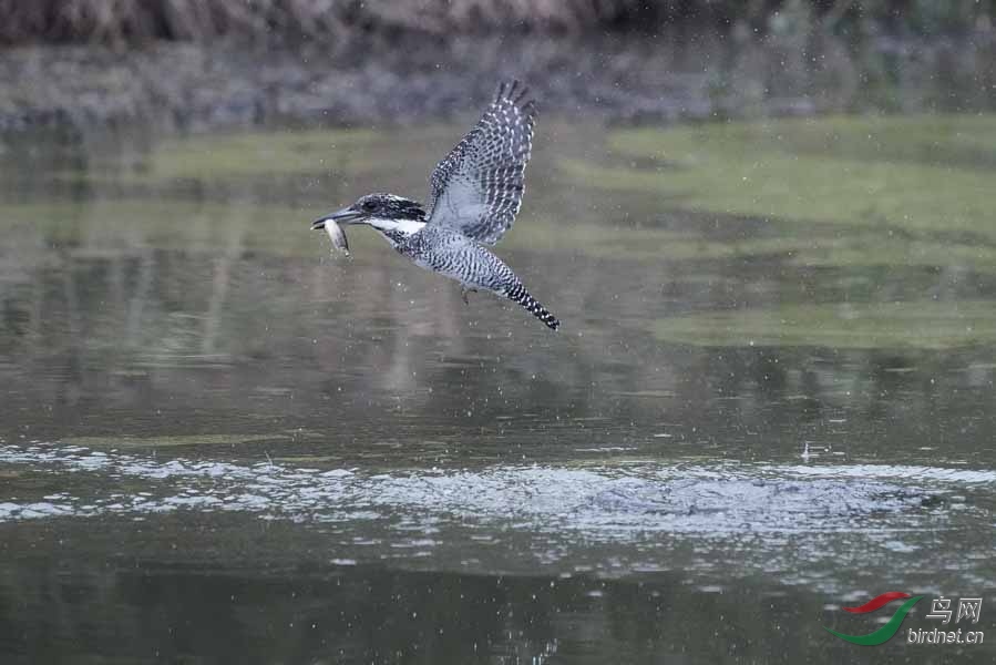 20180224-DSC00985-31 - ���� (2).JPG