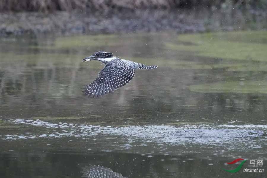 20180224-DSC00986-32 - ���� (3).JPG