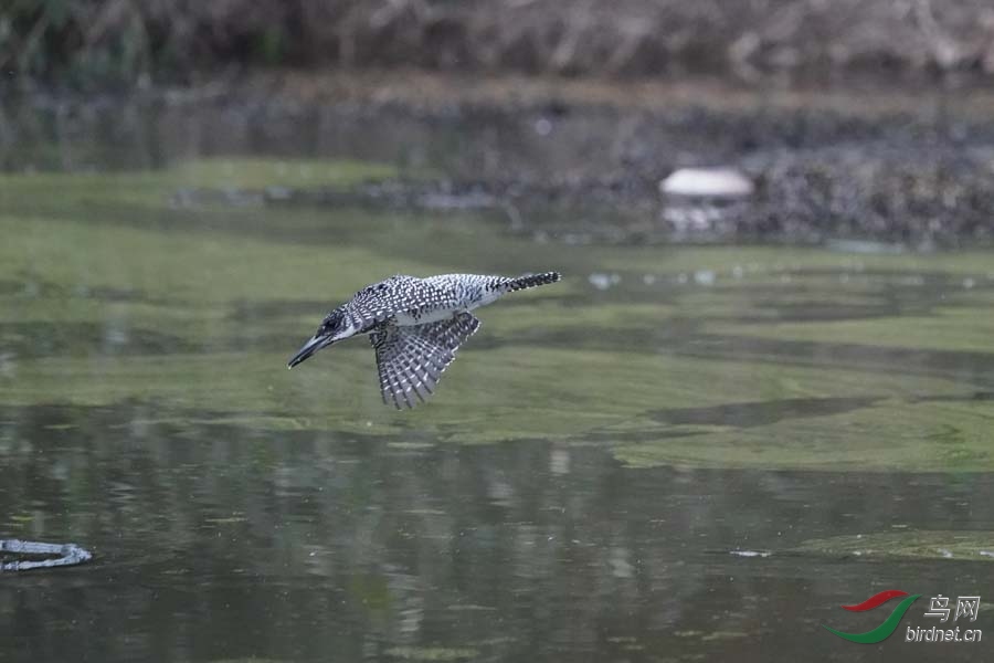 20180224-DSC00961-7 (3) - ����.JPG