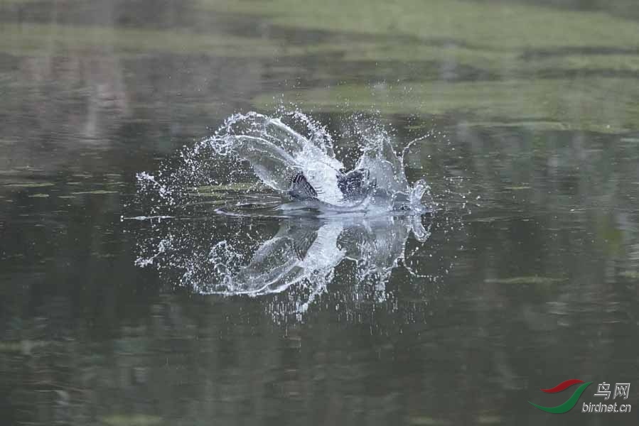 20180224-DSC00966-12 (4) - ����.JPG