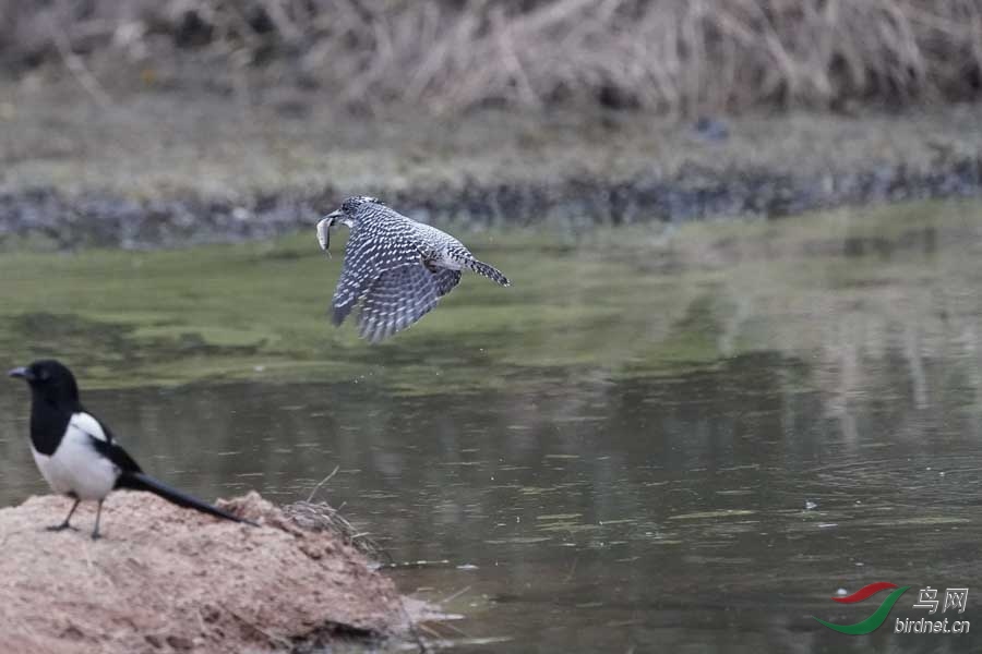 20180224-DSC00999-45 - ���� (2).JPG