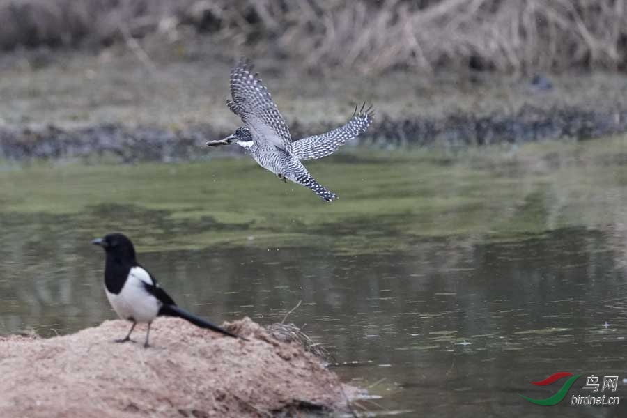 20180224-DSC01000-46 - ���� (2).JPG