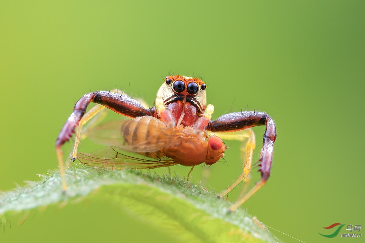 锯艳跳蛛【贺获首页精华】