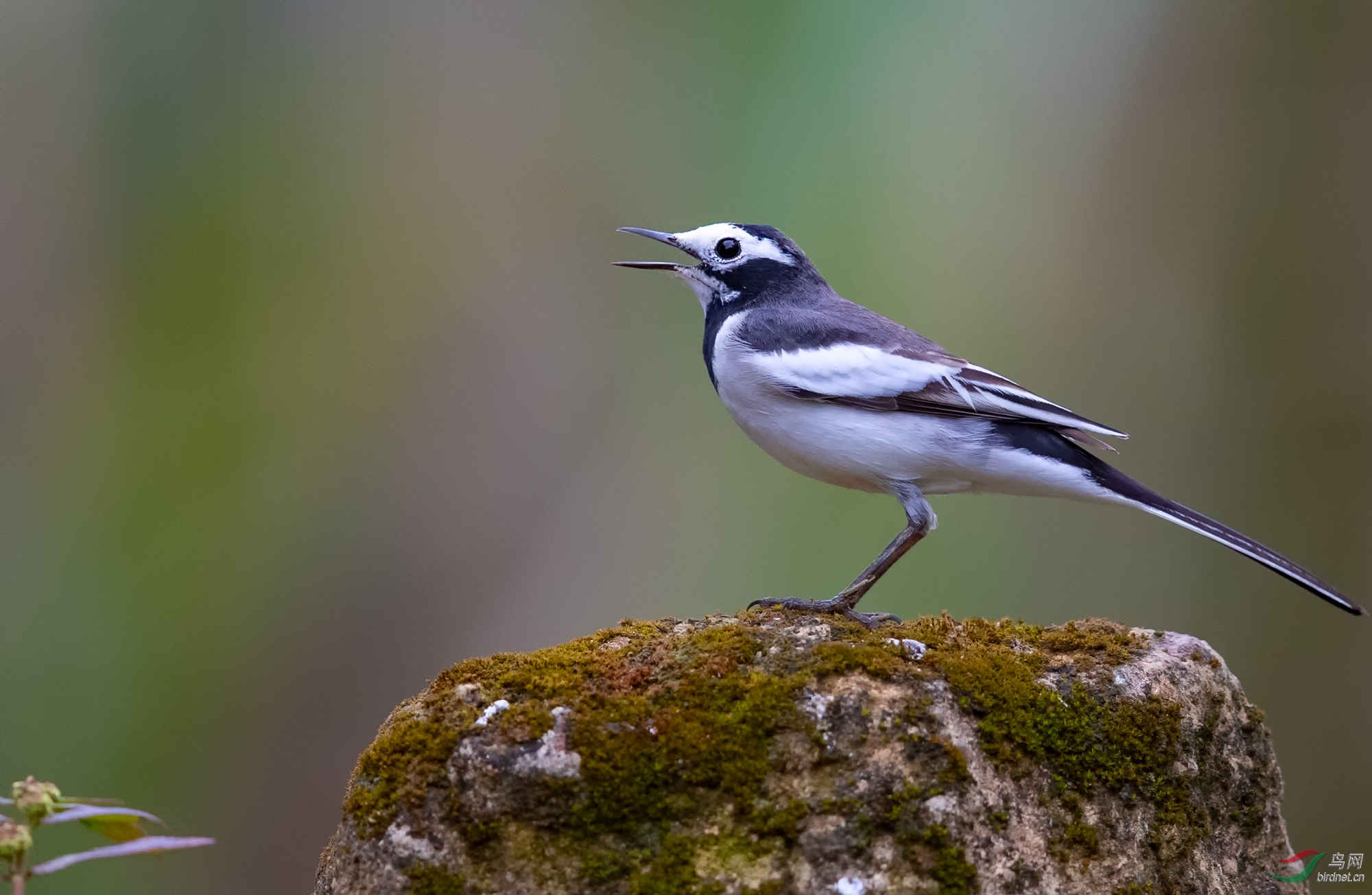 [林鸟] 广西的白鹡鸰