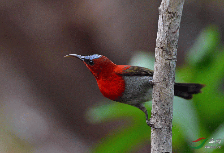 紅喉太陽鳥