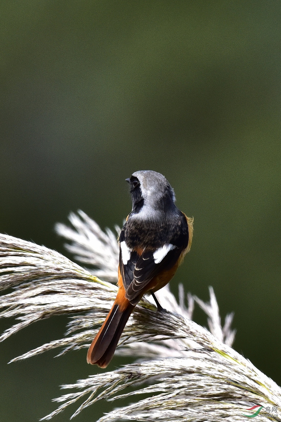 DSC_0409.JPG