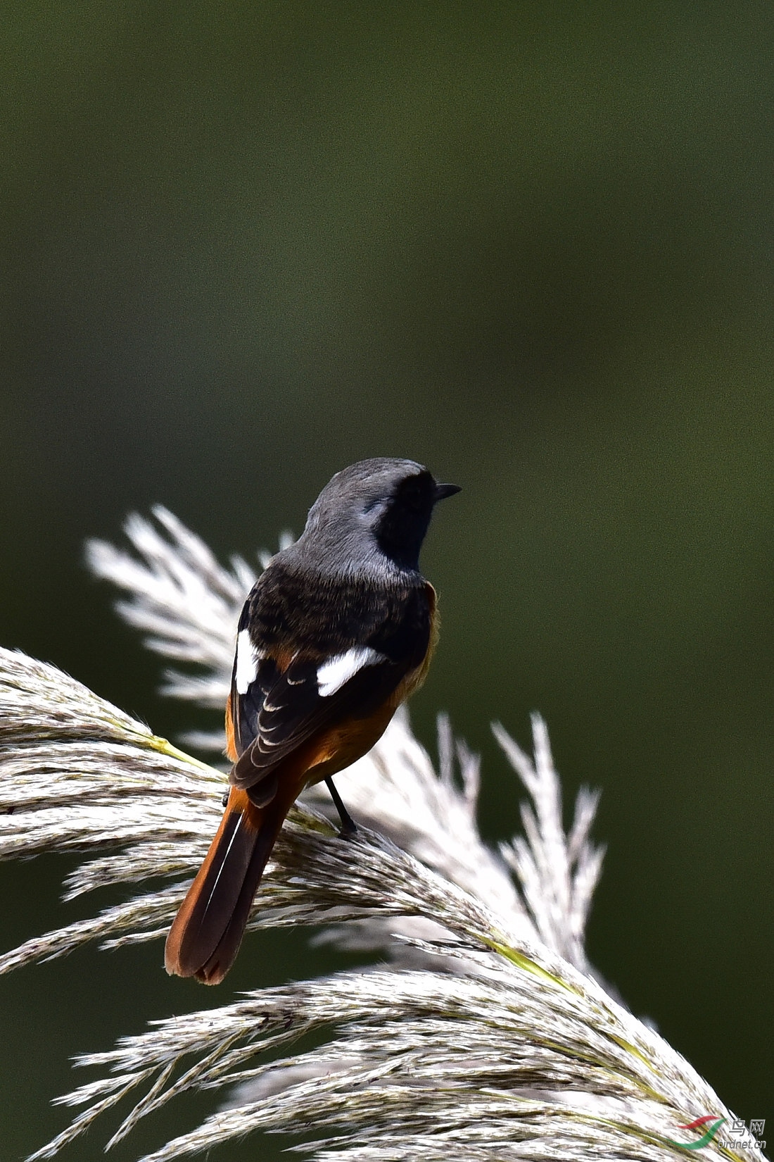 DSC_0410.JPG